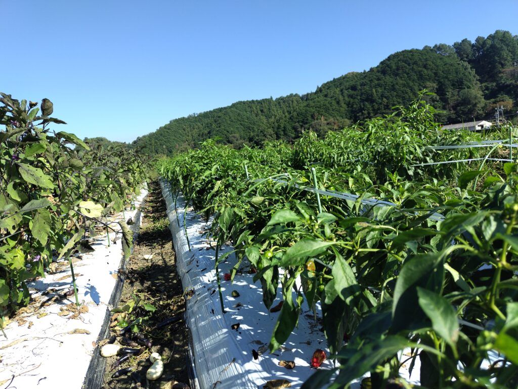 2026年10月13日の野菜セット