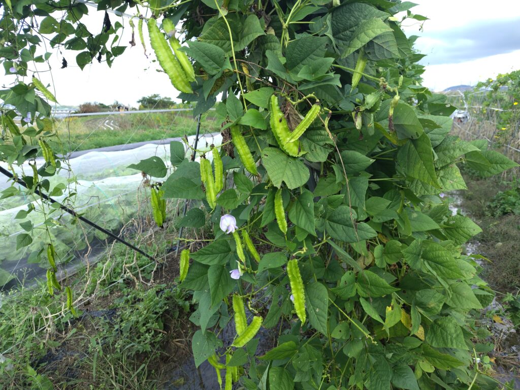 2026年10月27日の野菜セット